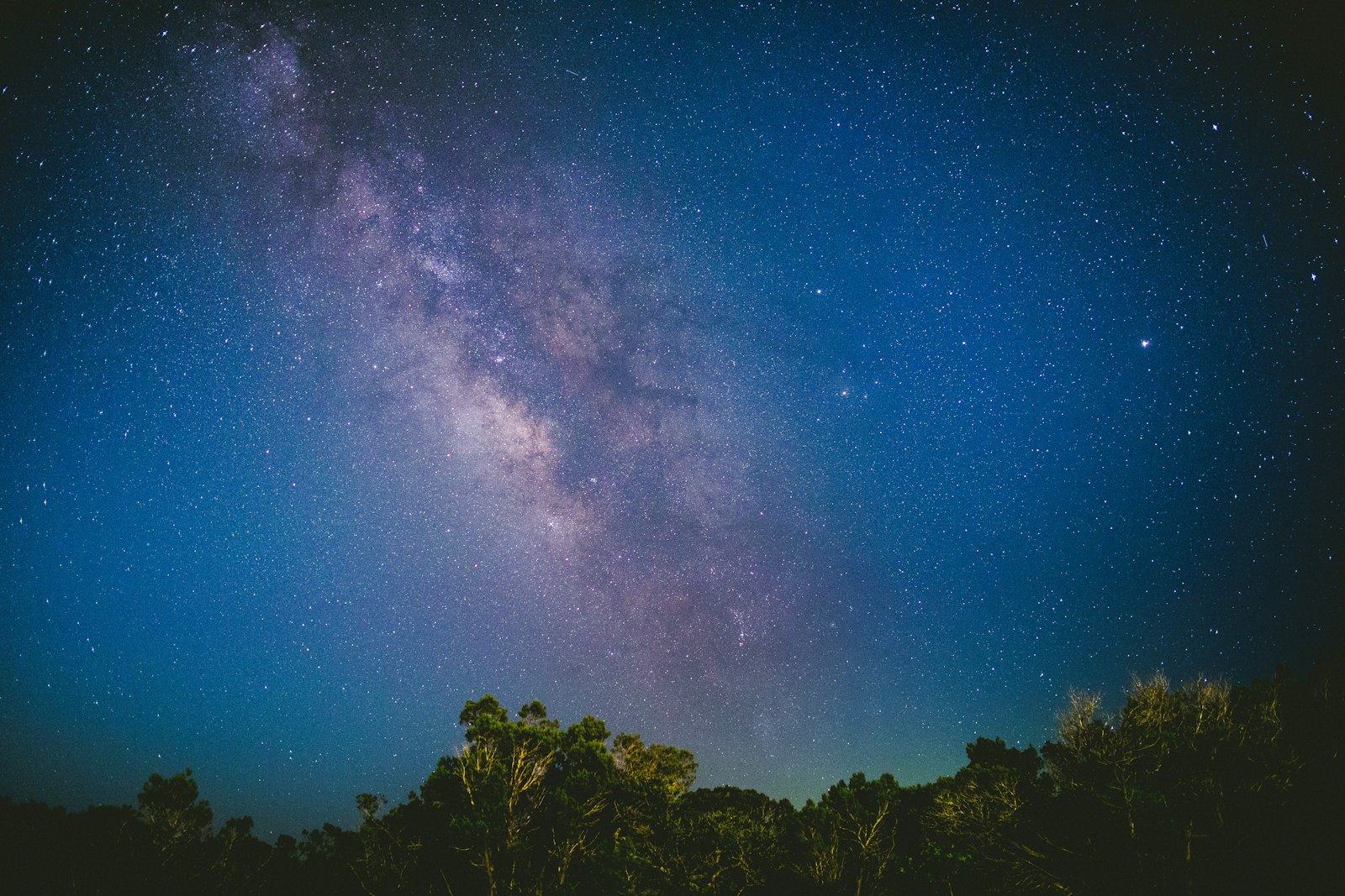 Canon EOS 5D Mark III + Canon EF 24mm F1.4L II USM sample photo. Trees under blue sky photography