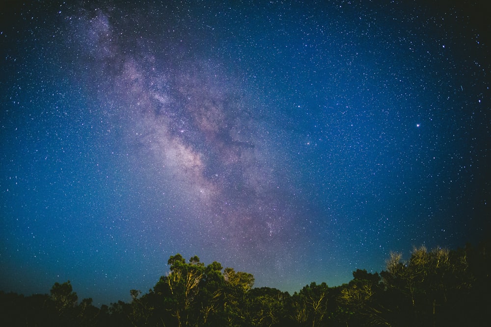 árboles bajo el cielo azul