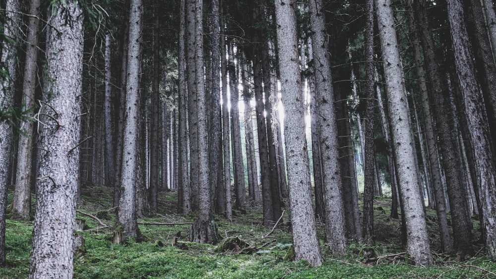 landscape photography of forest