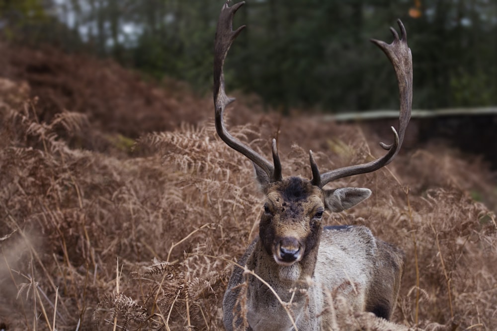 buck surrounded by brown plants