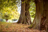 shallow focus photography of brown trees