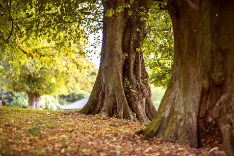 shallow focus photography of brown trees