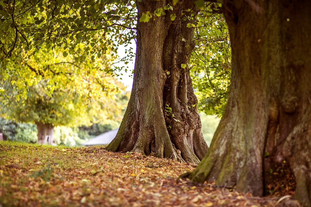 shallow focus photography of brown trees