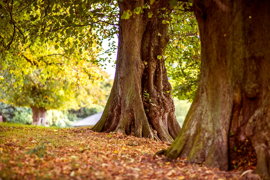 Forest photo spot Lyme Park Alderley Edge