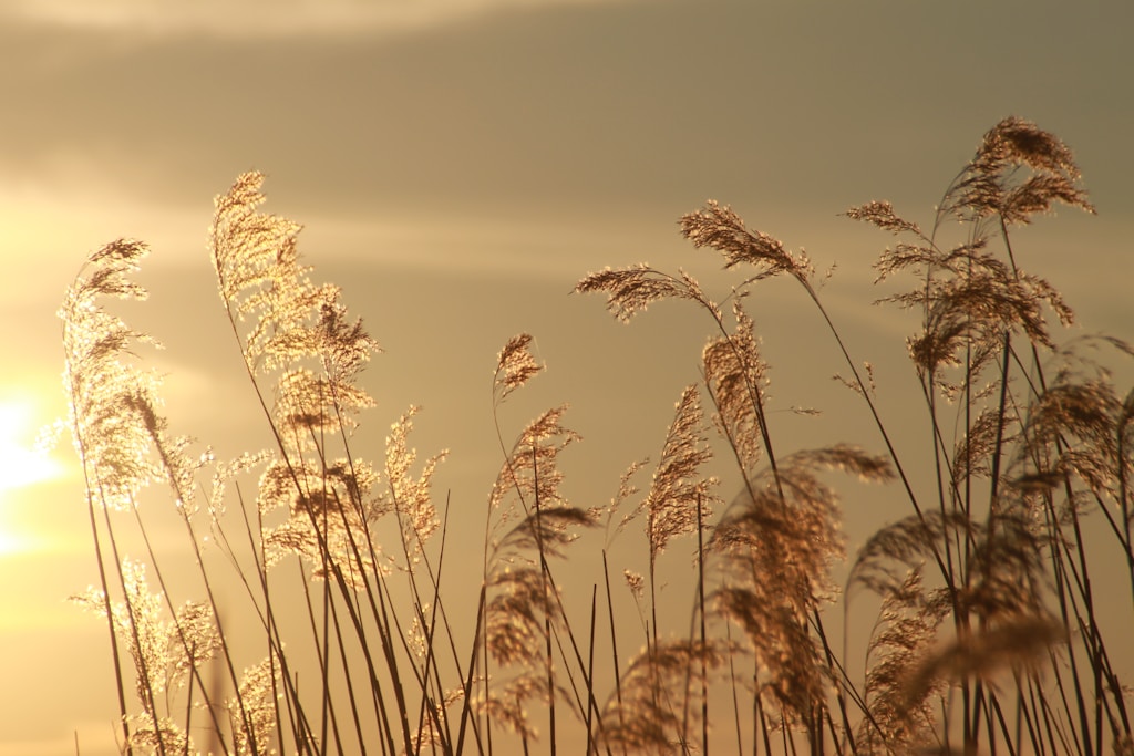 Golden Hour Meadow
