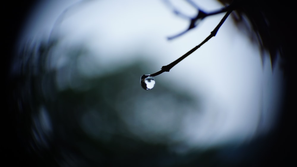 focus photo of water droplet