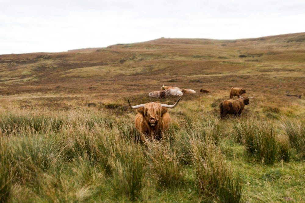 bison debout sur l’herbe verte