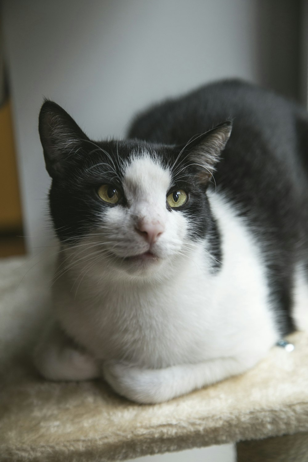gato preto e branco no tecido marrom