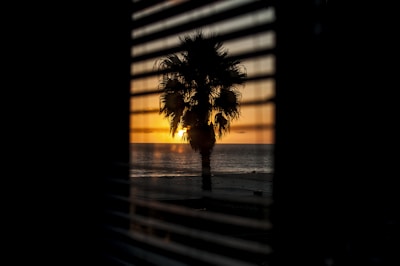 window with the view of silhouette of palm tree during orange sunset