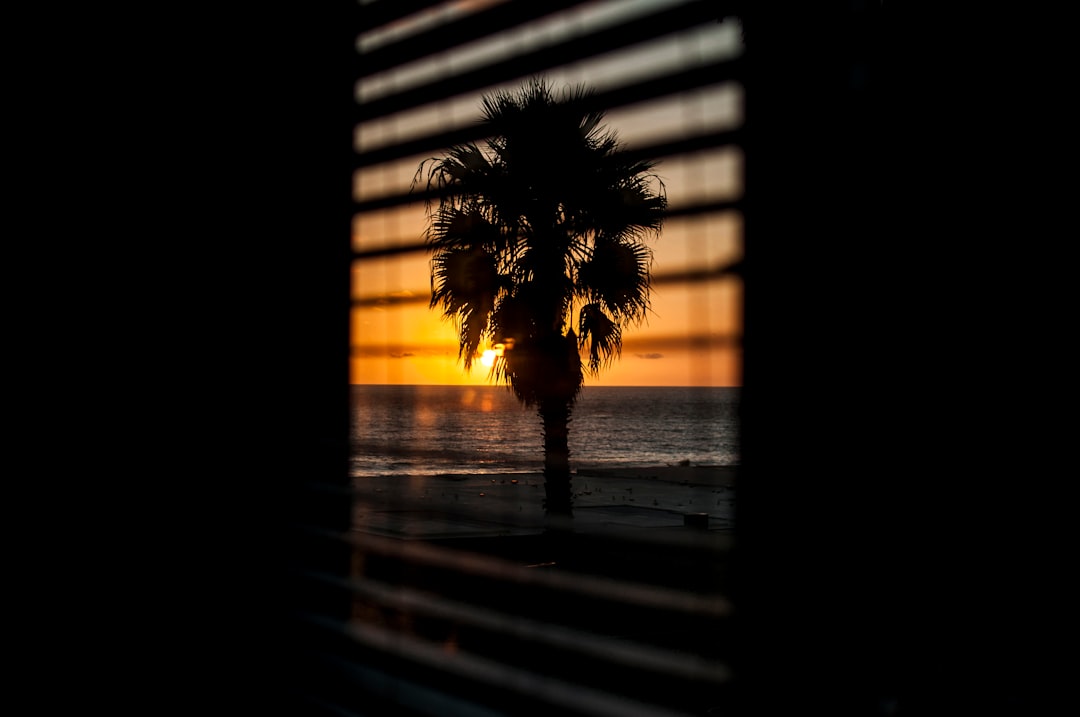 window with the view of silhouette of palm tree during orange sunset
