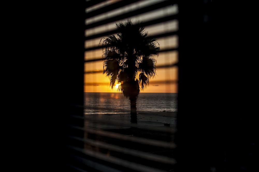 window with the view of silhouette of palm tree during orange sunset