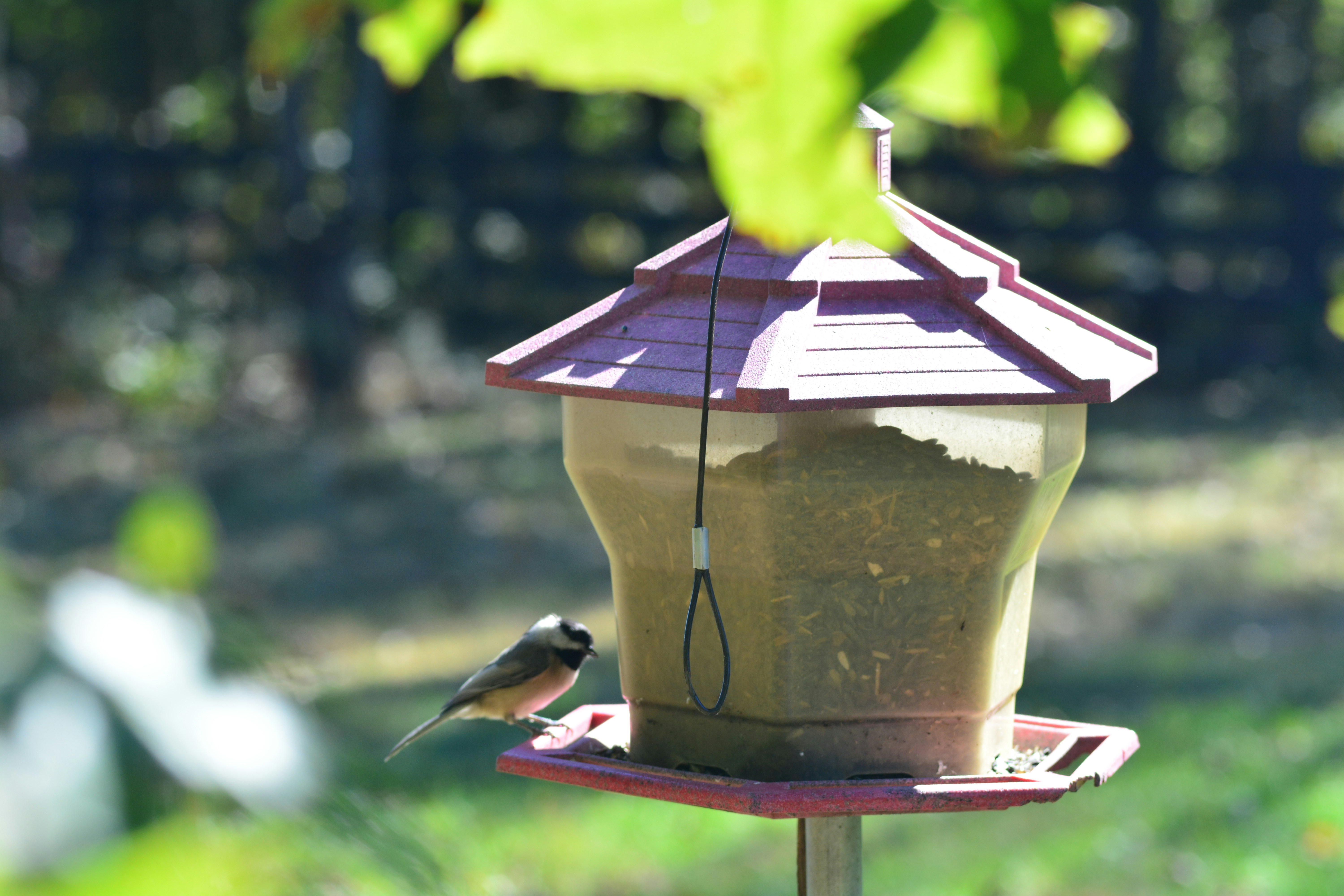 Free Unsplash photo from john bell