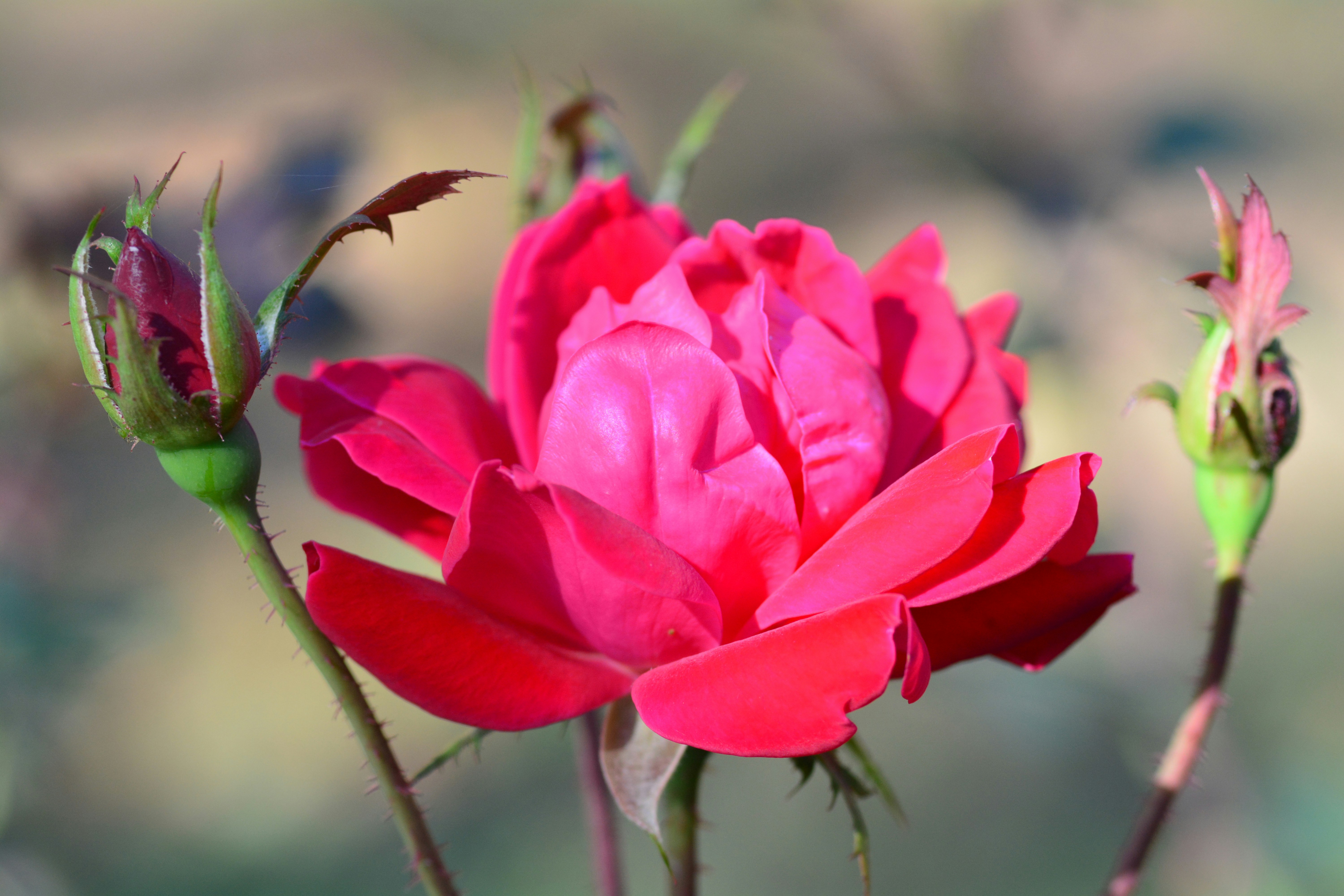 Free Unsplash photo from john bell