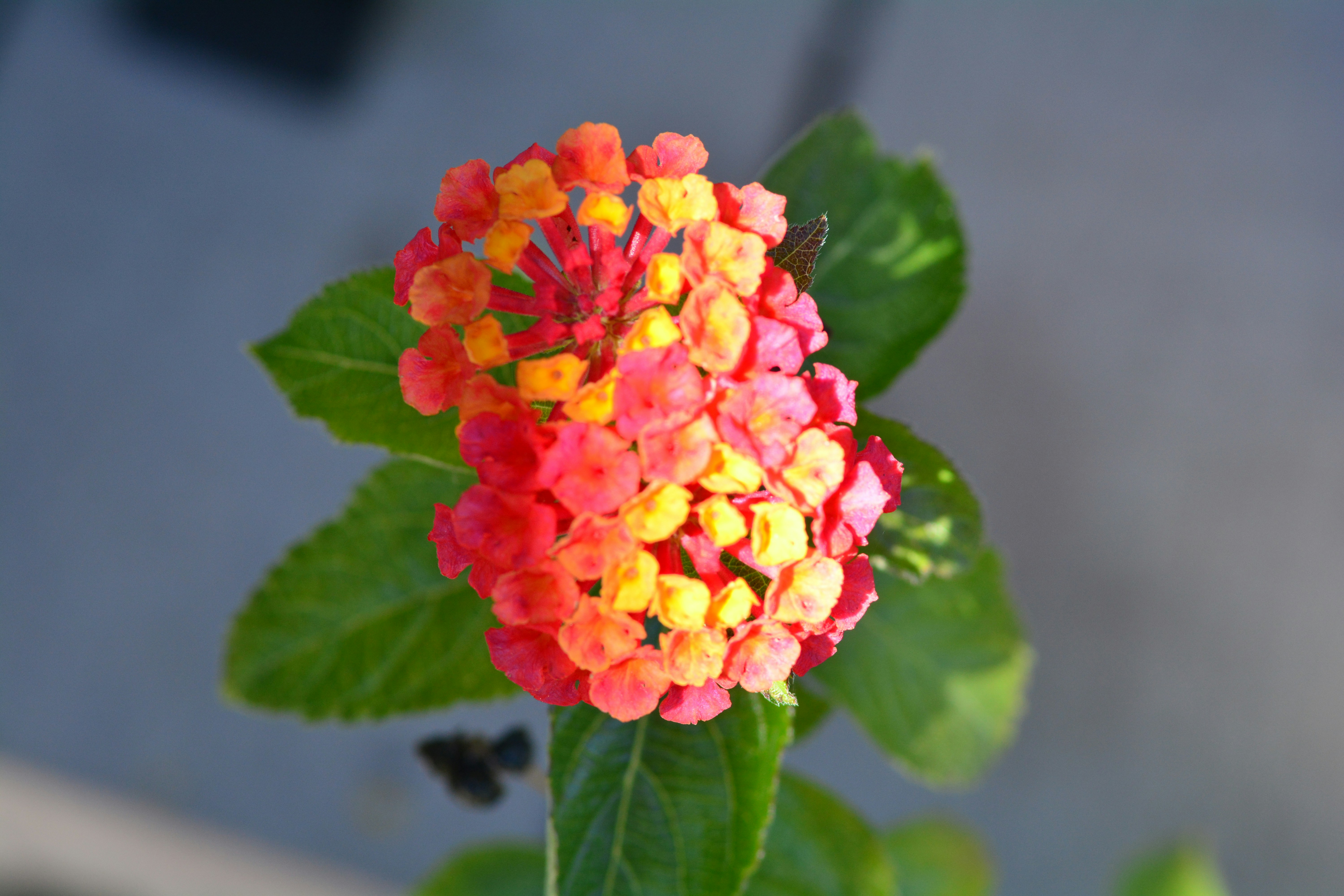 Free Unsplash photo from john bell