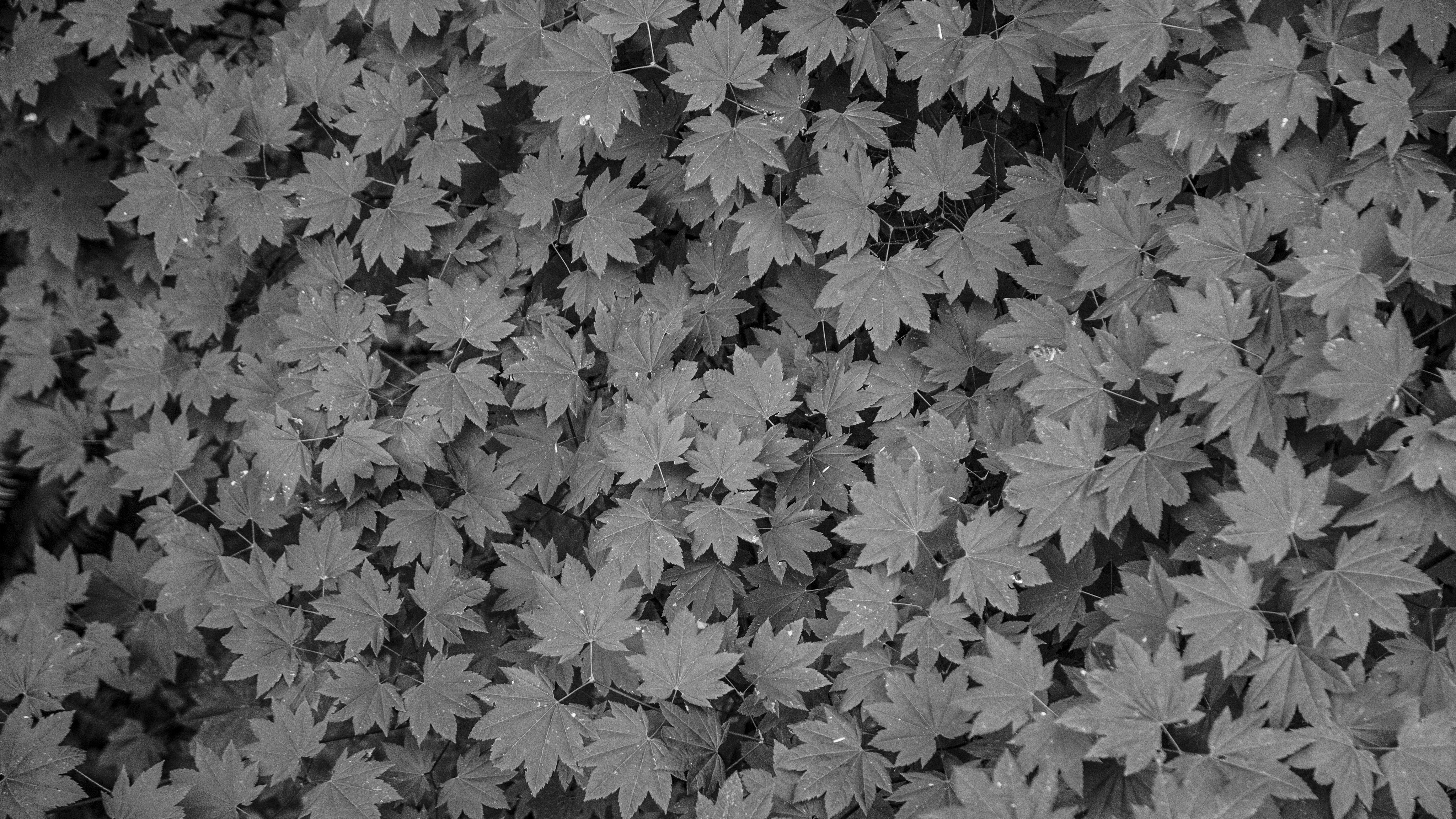 Free Unsplash photo from Sebastian H.