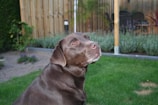 Chocolate, the balanced and friendly father Labrador, happily playing outdoors.