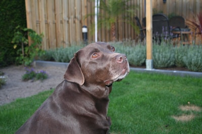 Chocolate, the balanced and friendly father Labrador, happily playing outdoors.
