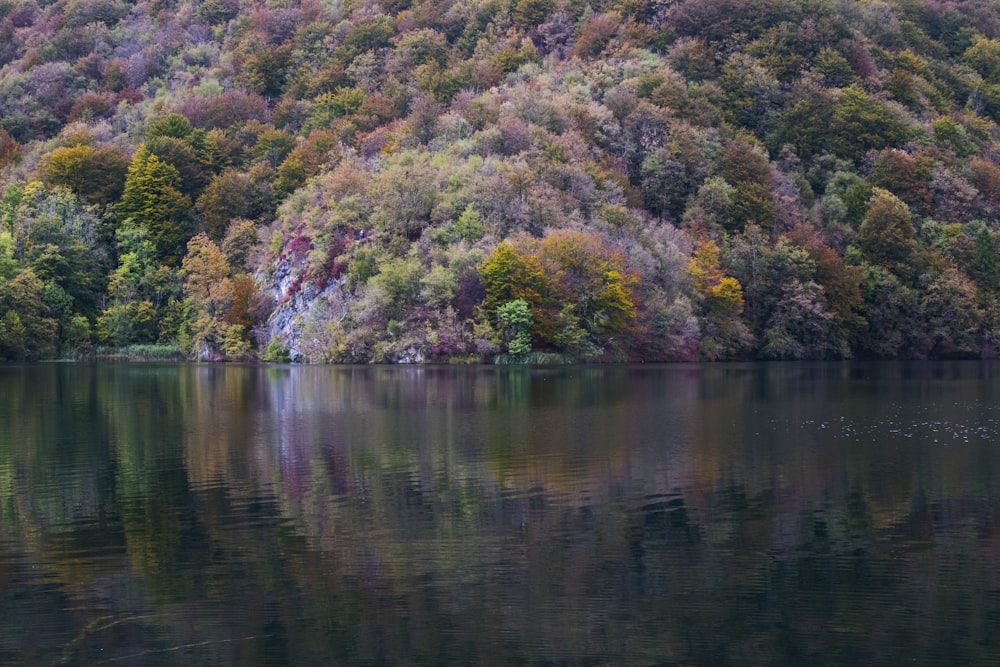 green trees near body of water