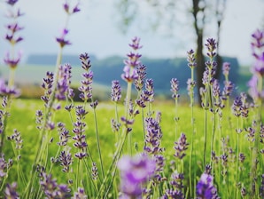 tilt shift photography of purple flowers