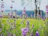 tilt shift photography of purple flowers