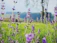 tilt shift photography of purple flowers