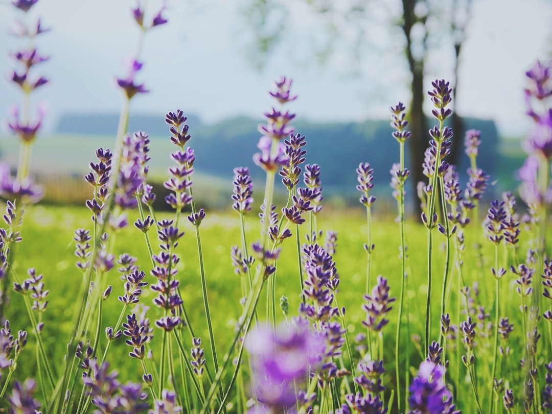 A low shot of tall lavender flowers in a green field