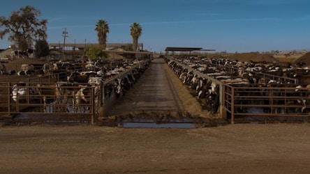 Your Comprehensive Guide to Starting a Cattle Farm in 2025
