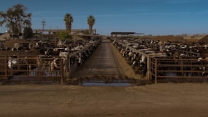 A large number of cows are densely packed in a fenced area on a farm. Rows of cattle line both sides of a central walkway made of gravel or dirt. The setting appears to be an outdoor industrial farm with several palm trees visible in the background. A few farm buildings and utility poles are also part of the landscape.
