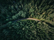 aerial shot of road surrounded by green trees