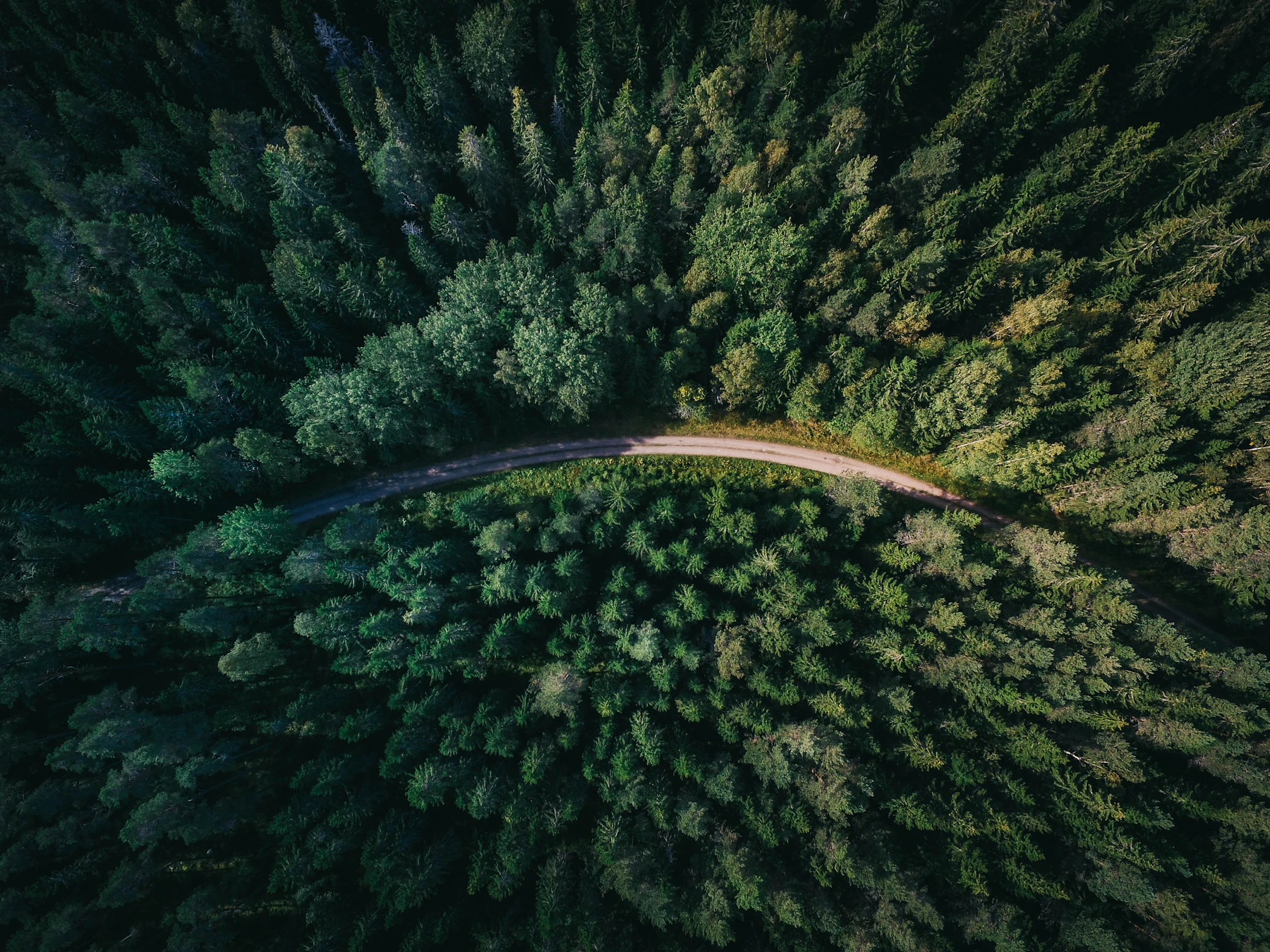 Forest canopy in the Himalayan foothills