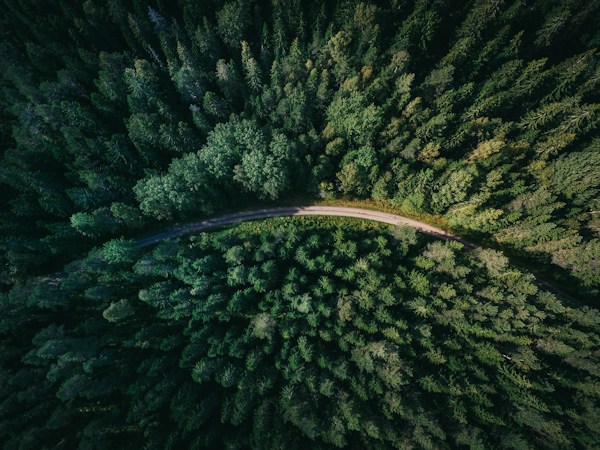 A misty, rain-soaked forest road at dusk, evoking the atmosphere of Twilight's Pacific Northwest setting