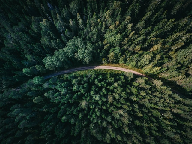 Forêt Montagnarde Sapins & Épicéas - 250 ha
