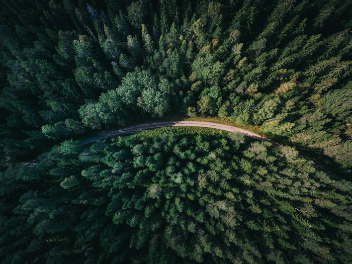 Video patroli hutan pinus