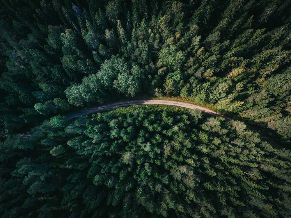 Luftaufnahme einer Straße, die von grünen Bäumen umgeben ist