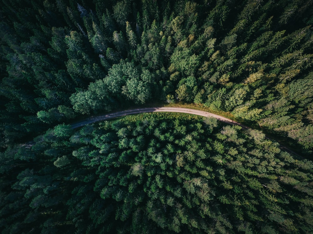 aerial shot of road surrounded by green trees