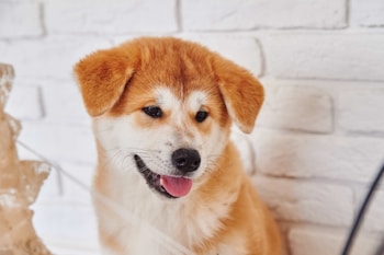 A fluffy puppy with light brown and white fur is sitting against a white brick wall. The puppy has a cheerful expression with its tongue out, showcasing its playful and friendly demeanor.