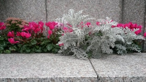 Close-up of vibrant flowers and trimmed shrubs in a garden bed.
