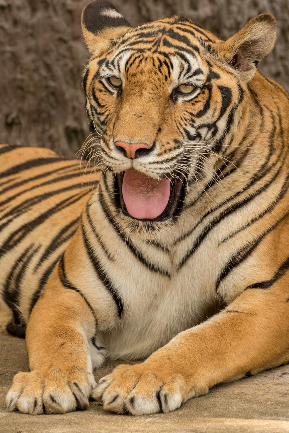 tigre à bouche ouverte