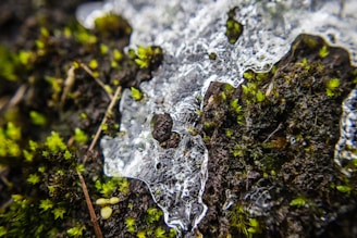 A close-up view of melting ice on a forest floor, revealing patches of moss and small plants, with intricate patterns formed by the ice crystals on the dark, damp earth.