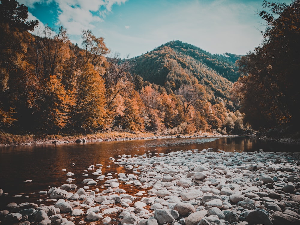 rocks on stream of water between brown tall trees with mountain background during daytime