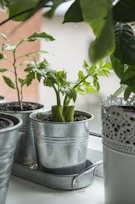 green plant on white ceramic pot