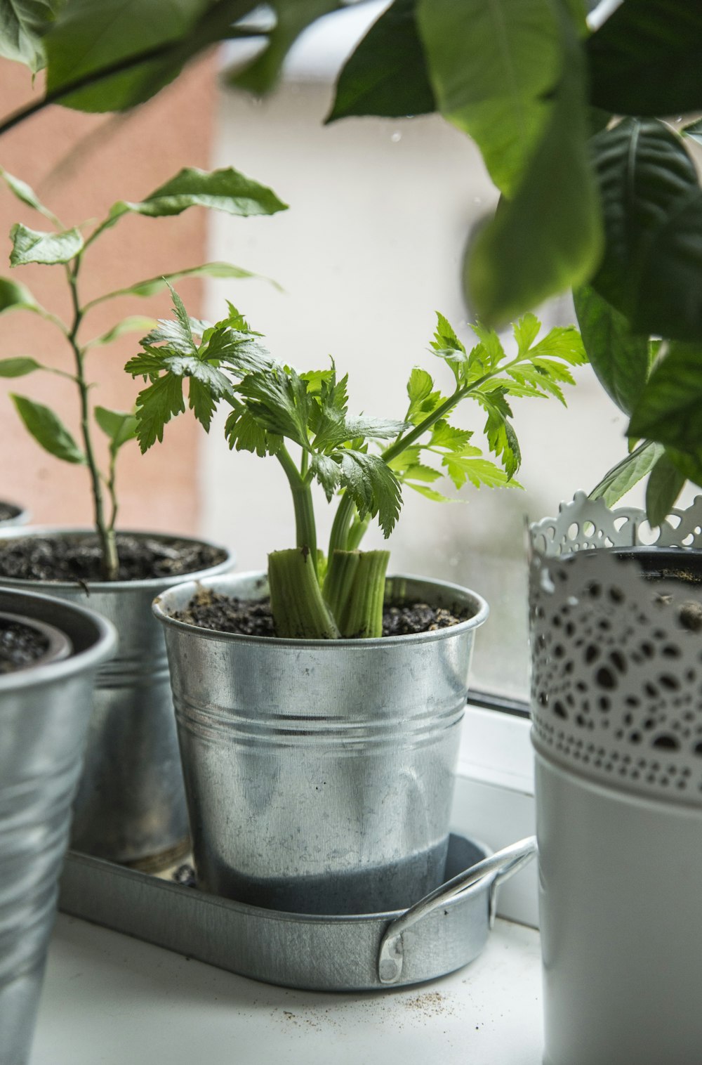 白い陶器の鉢に緑の植物