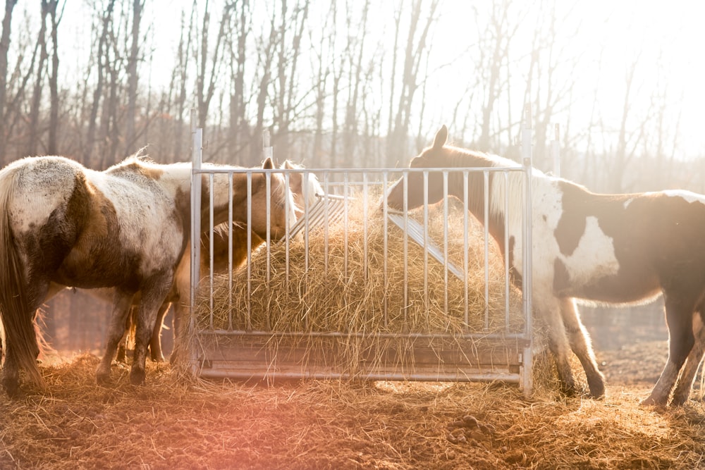 group of horse eating hay