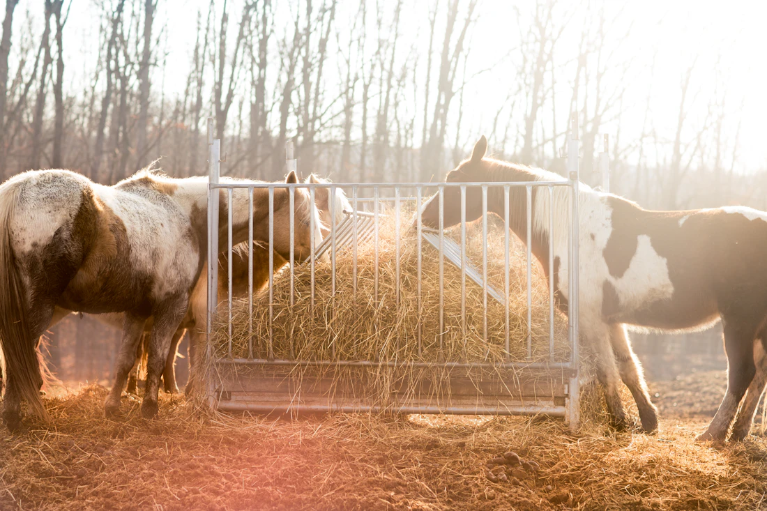 Horses eating hay from ground level in a natural grazing posture