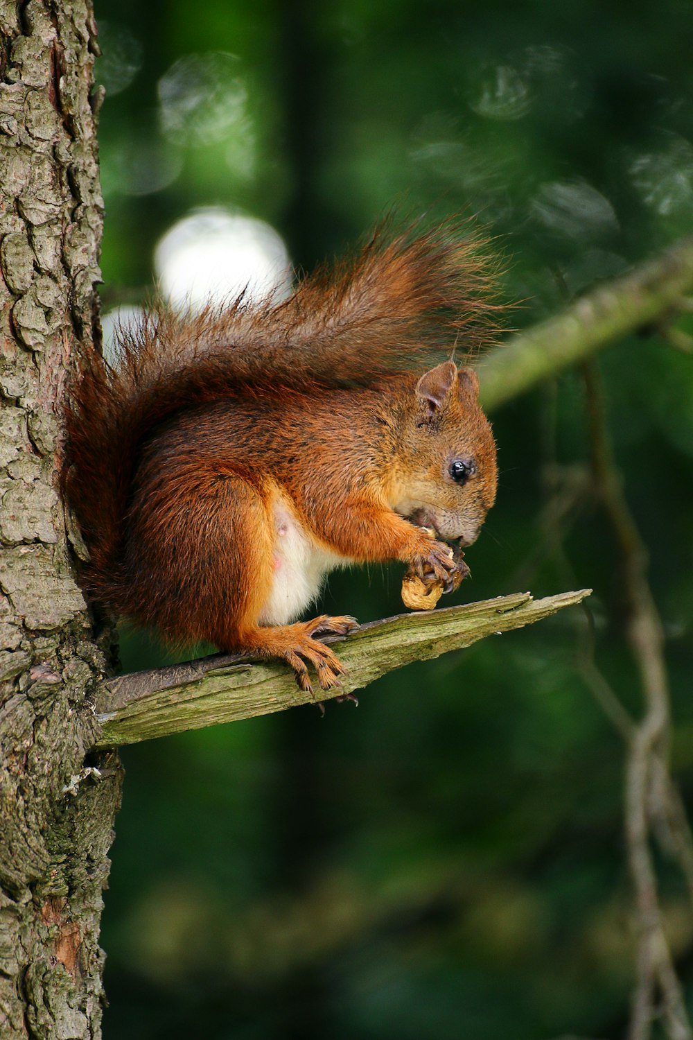 braunes Eichhörnchen auf Ast eines Baumes, der Nuss isst