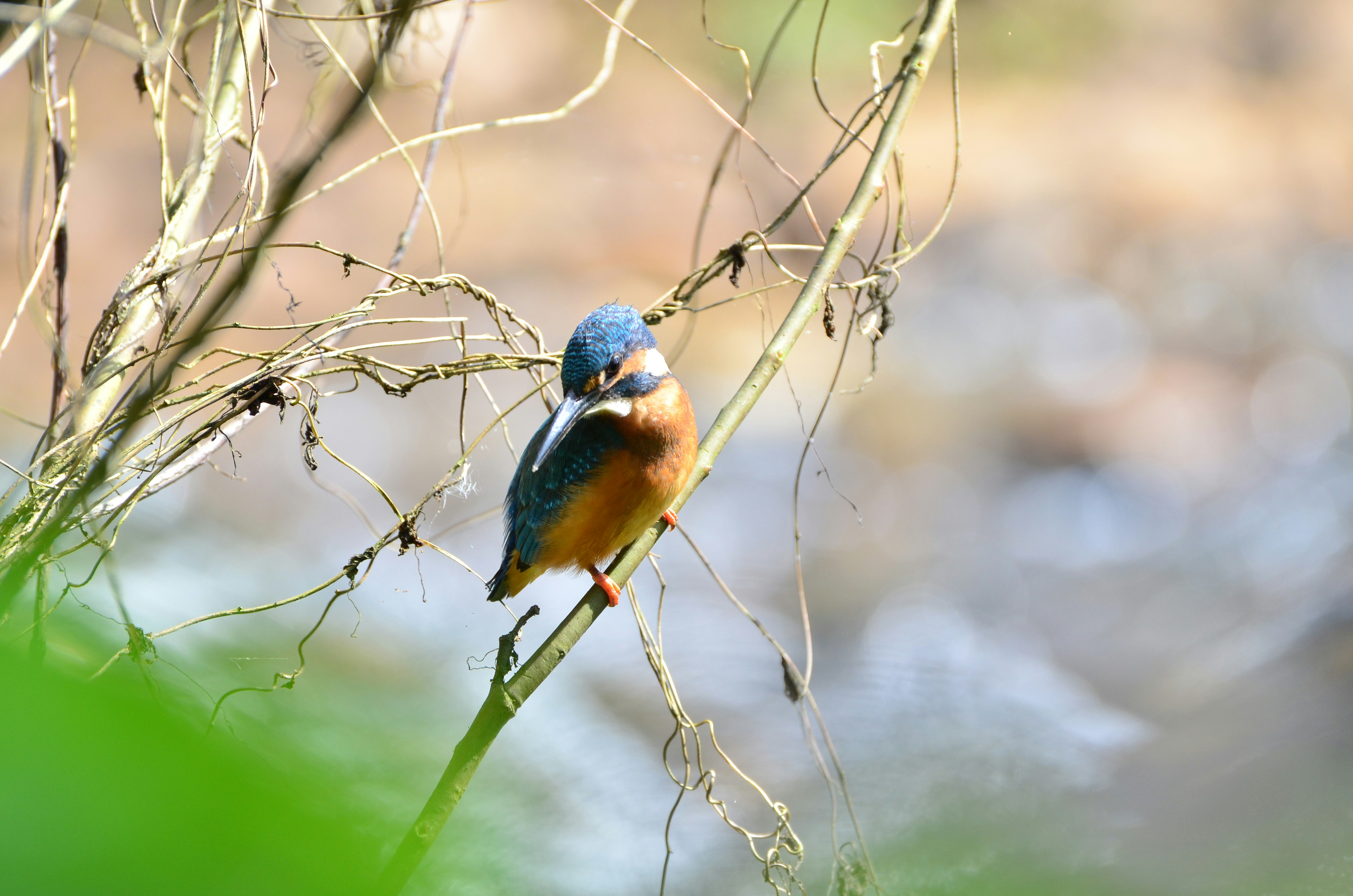 Free Unsplash photo from Ravi Bg