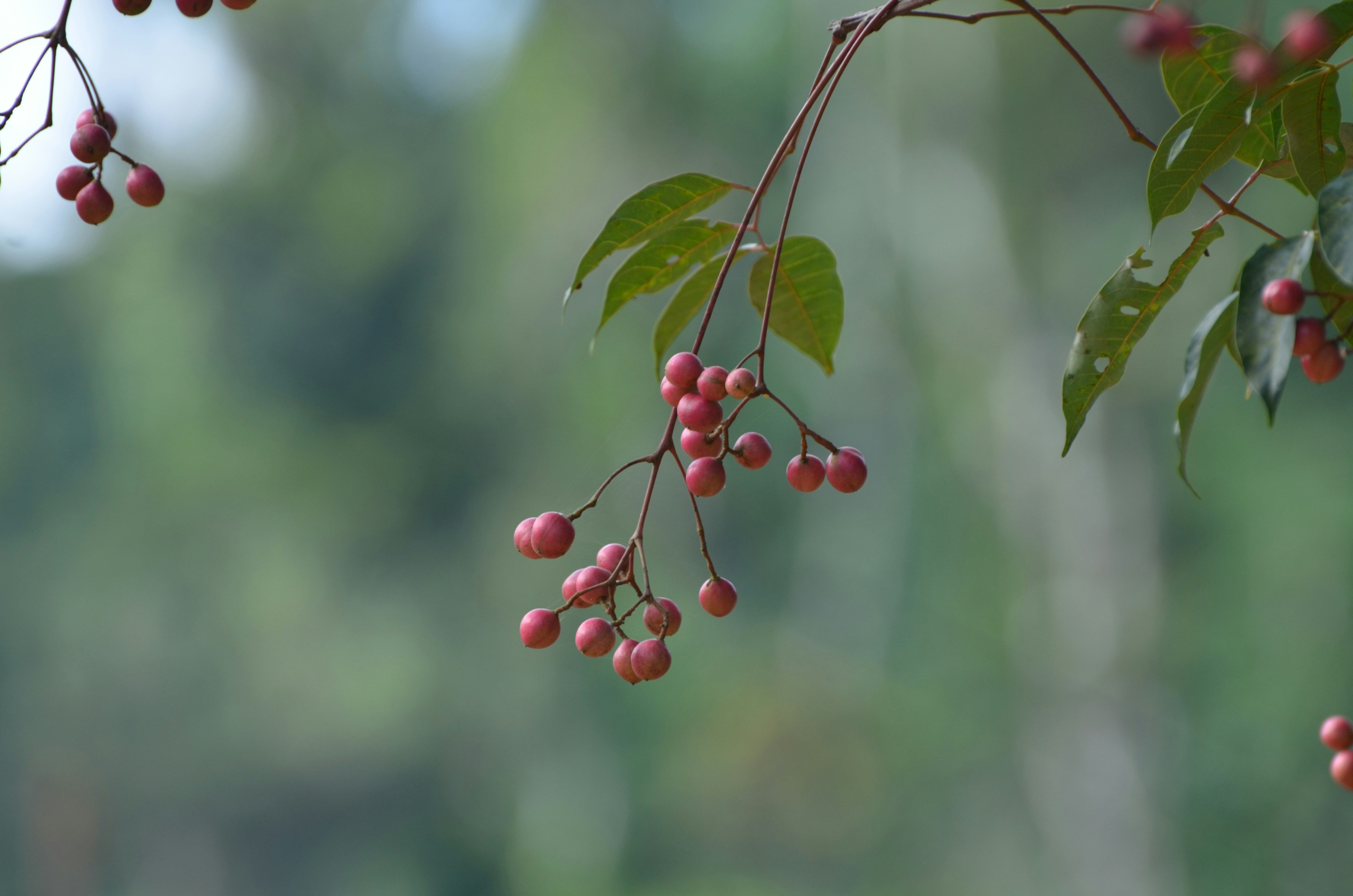 Free Unsplash photo from Ravi Bg