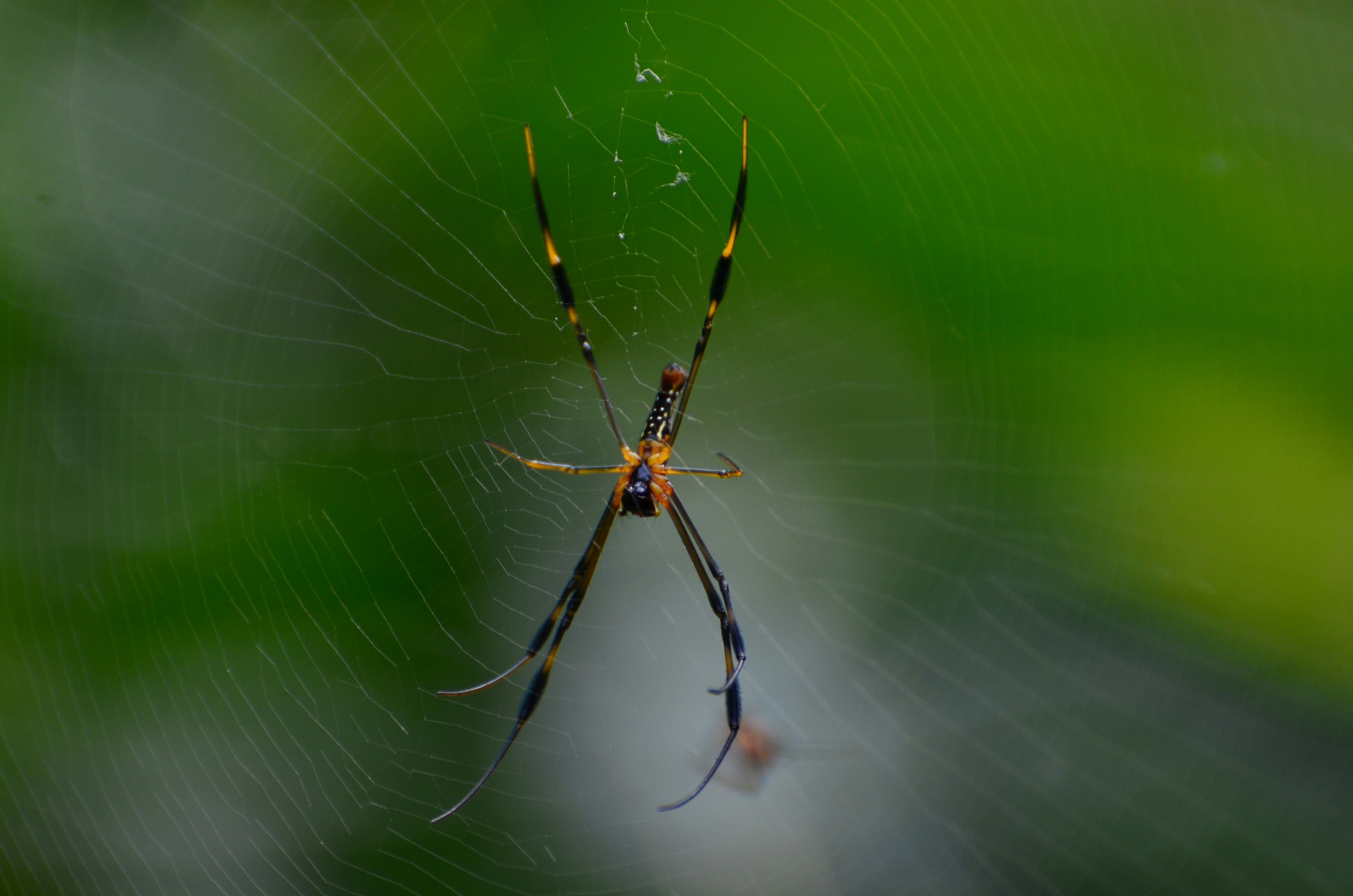 Free Unsplash photo from Ravi Bg