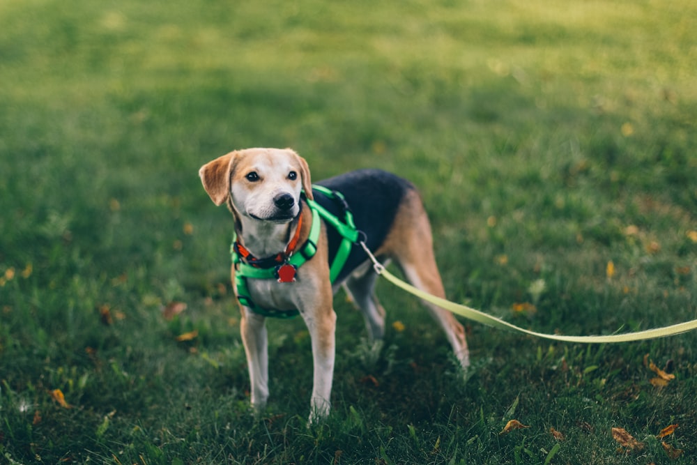 short-coated tan and black dog with green harness standing on green grass