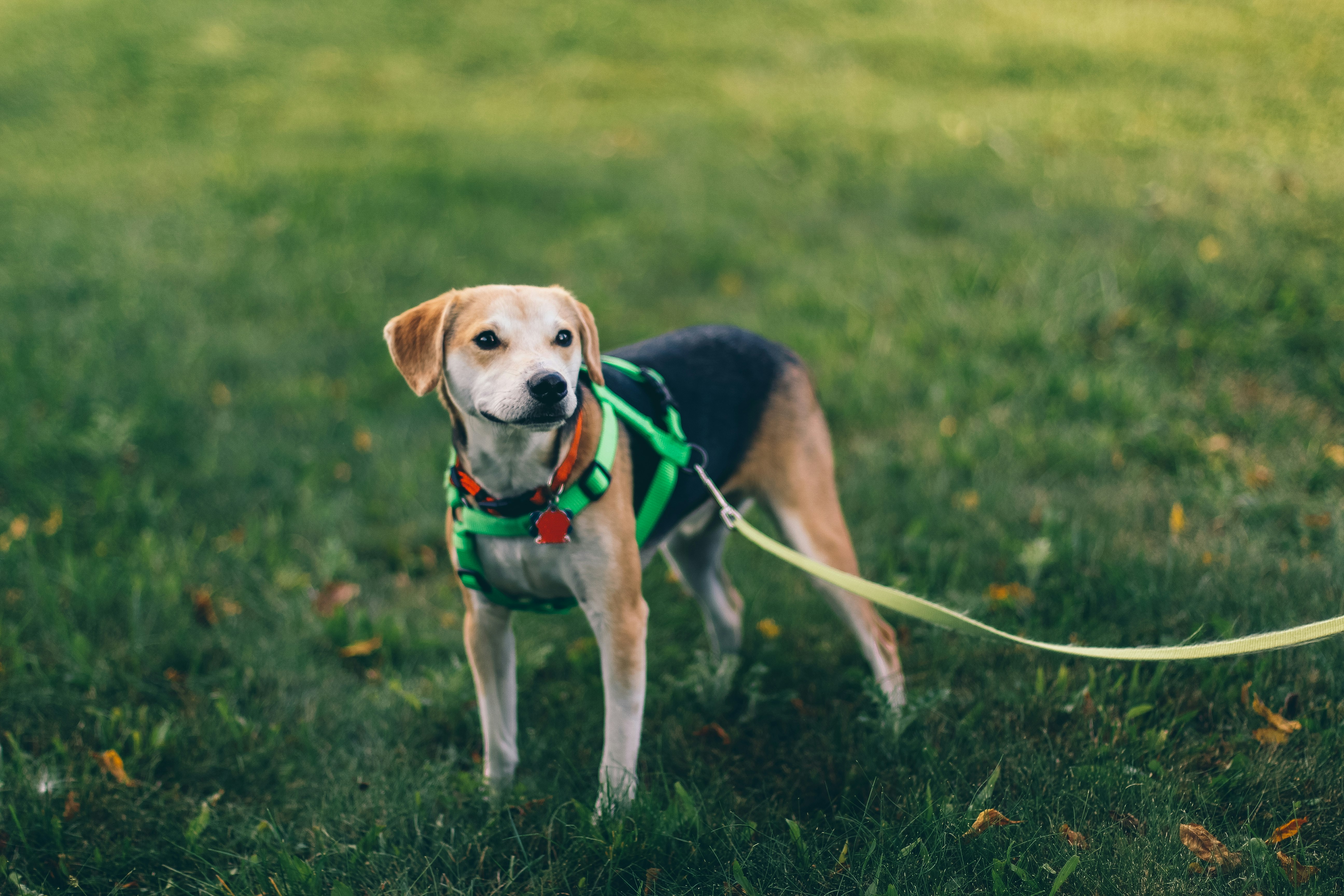 short-coated tan and black dog with green harness standing on green grass